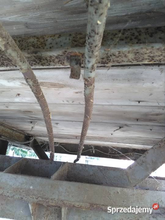 Przyczepa Sanok D44 Radzyń Podlaski