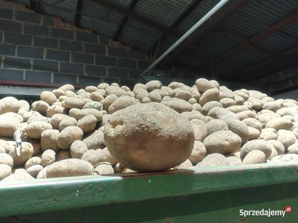 Ziemniaki Gala Jurek Żołędnica sprzedam