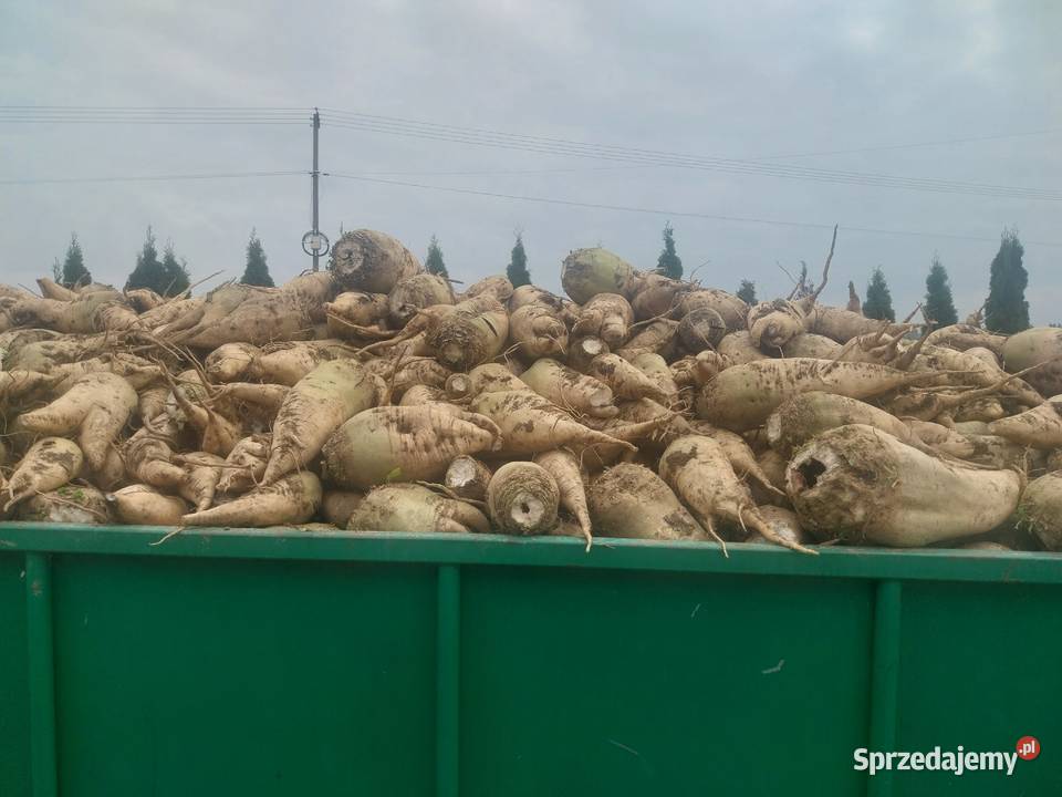 Sprzedam buraki pastewne małopolskie Wola Szczucińska sprzedam