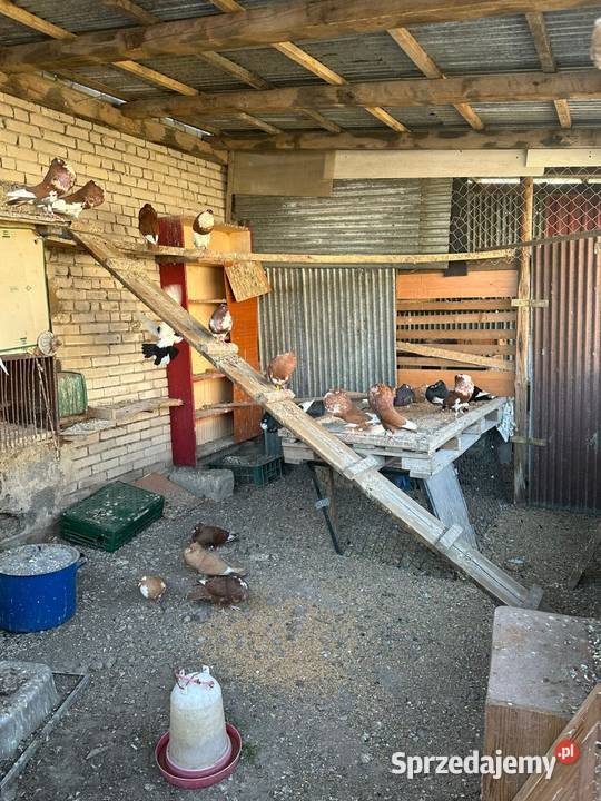 Gołębie Garłacze świętokrzyskie Strożyska
