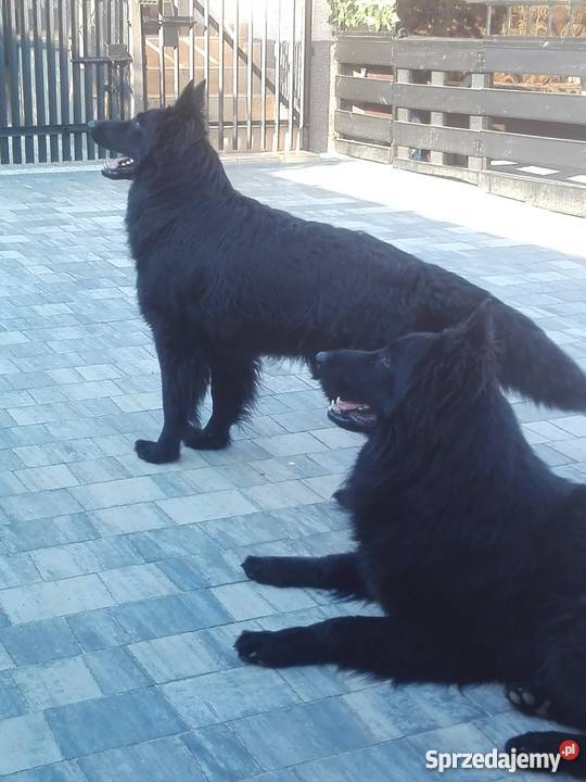 Owczarek Niemiecki Czarny Suczka Warszawa