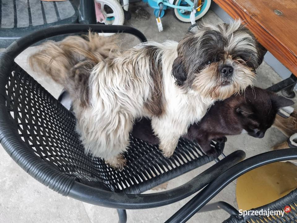 Shih tzu reproduktor Busko-Zdrój