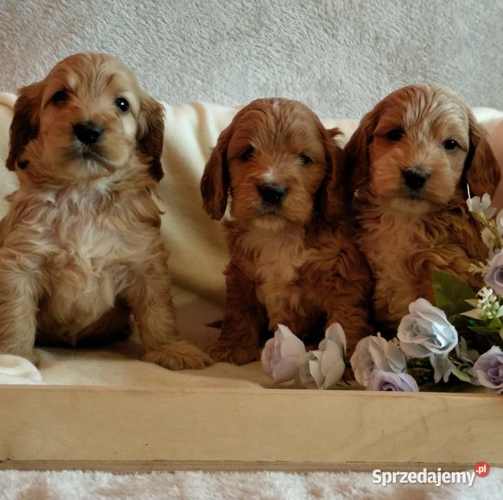 Cockapoo F1 pieski Spaniel Pudel Toruń