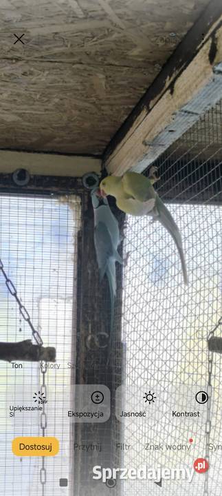 Aleksandrety para Tarnów sprzedam