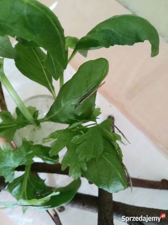 Patyczaki indyjskie młode Sułkowice sprzedam