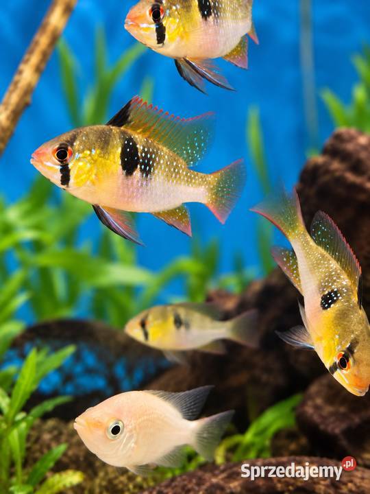 PIELĘGNICZKA RAMIREZA Mikrogeophagus ramirezi Wałcz