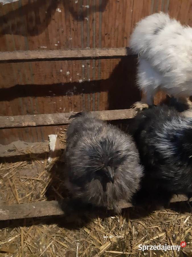 Silka silki koguty łódzkie Poddębice