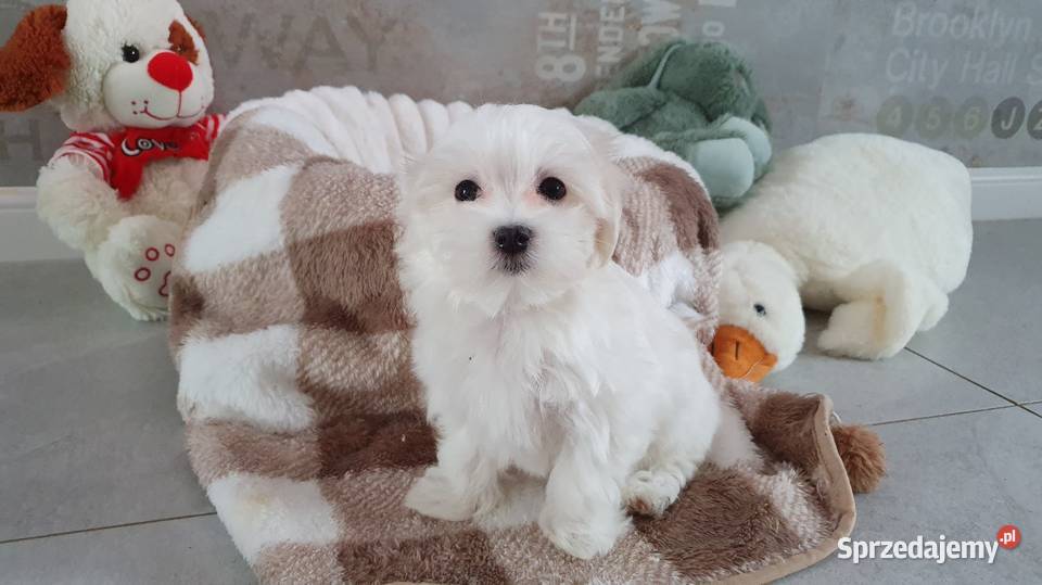 Maltańczyk sunia WIKA gotowa do odbioru Maltańczyk dolnośląskie Mierczyce