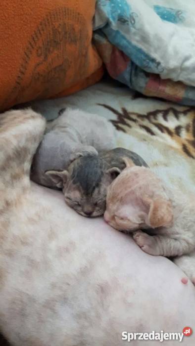 Devon Rex zapowiedź miotu Bystrzyca Kłodzka