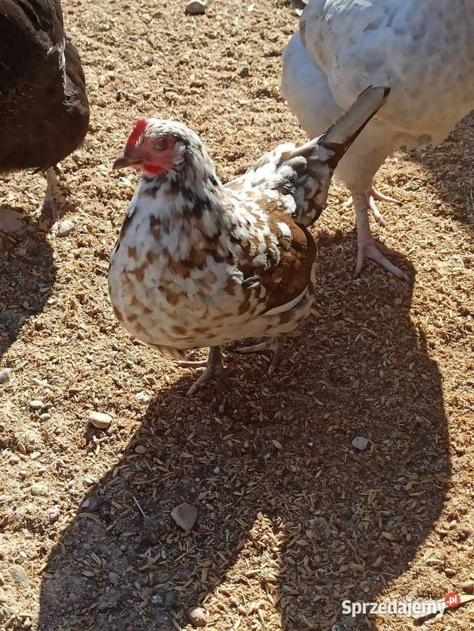 Jaja lęgowe liliputki