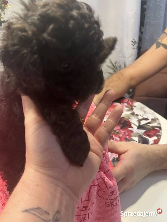 Pudel miniatura sunia Milicz