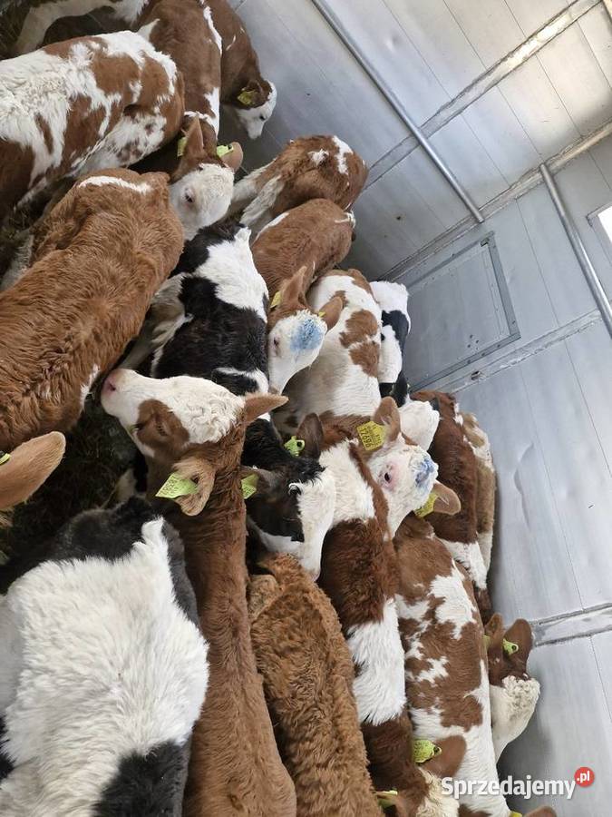Sprzedam byczki Lubanie