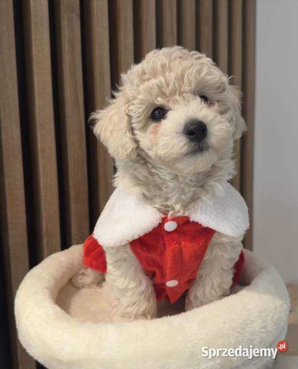 Piesek Bichpoo Zalesie Górne