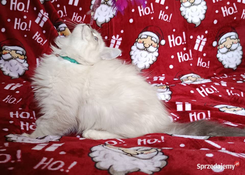 Koty Syberyjskie Neva Masquerade NEMO Kwilcz