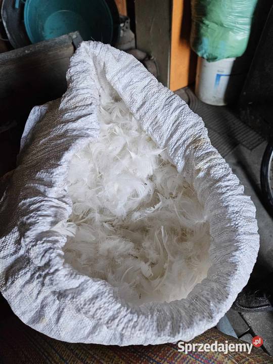 Pióra oskubane do uzgodnienia Pozostałe Skopanie sprzedam