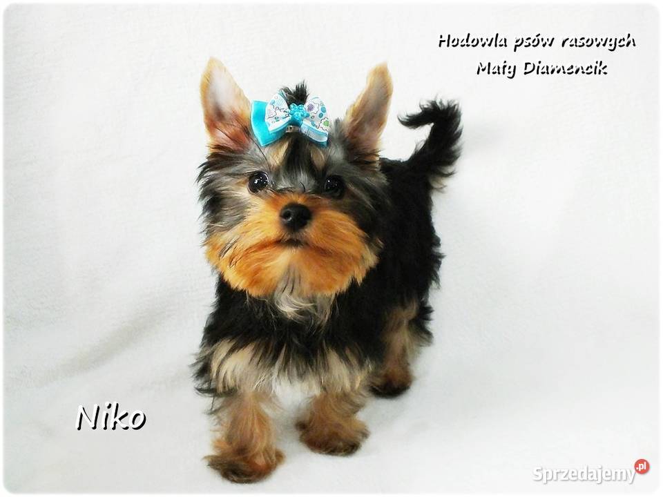 Yorkshire Terrier Malutki Mini Piesek NIKO z Żary sprzedam