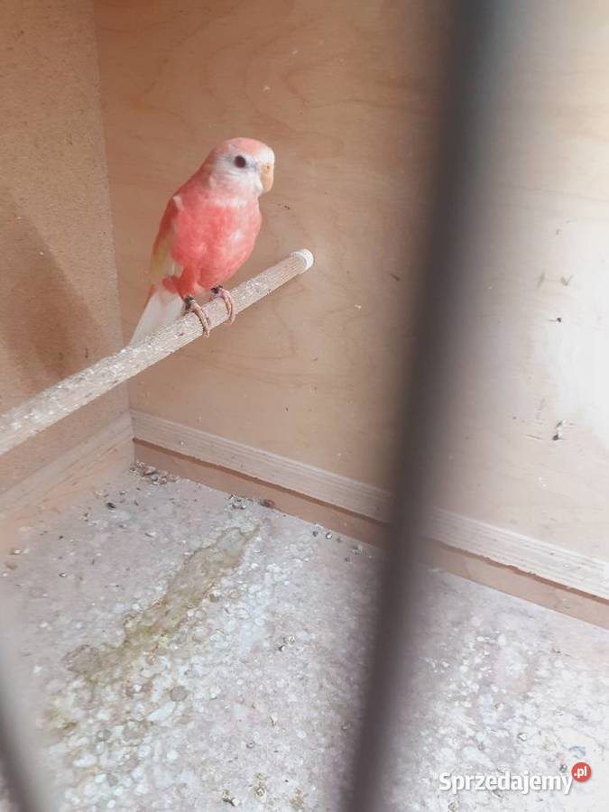 Łąkówki I lilianki Kalisz sprzedam