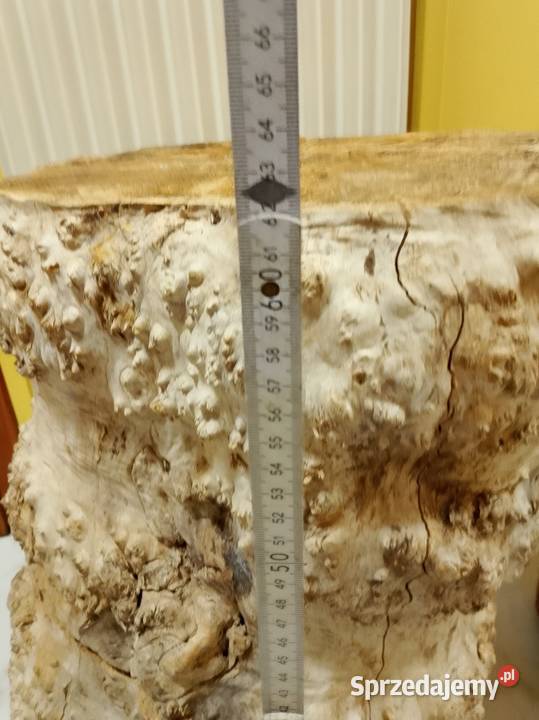 Czeczot topola klon wielkopolskie Nowy Tomyśl