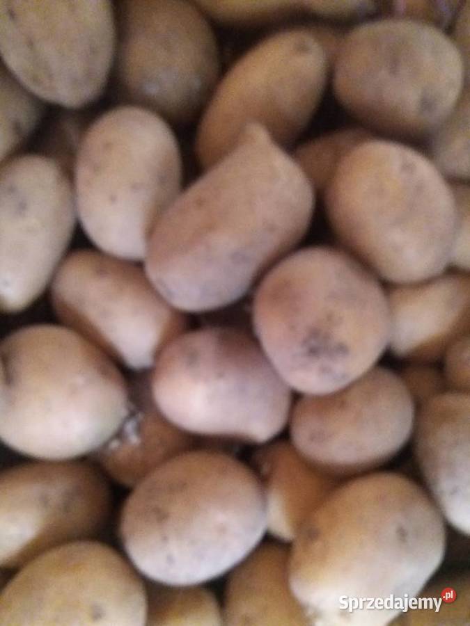 Ziemniaki paszowe sprzedam