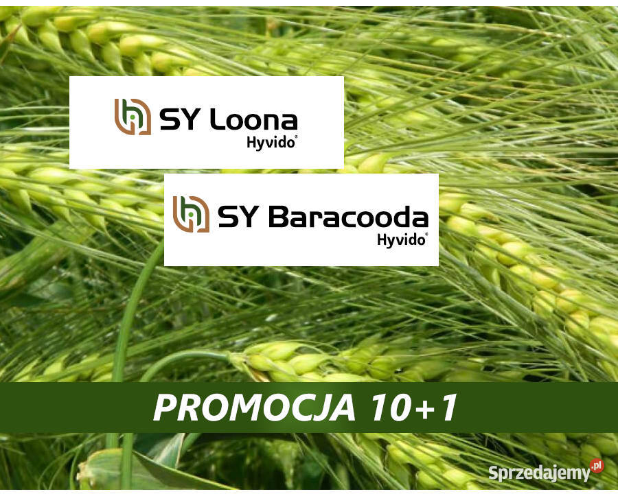 Materiał siewny jęczmień hybrydowy SY Loona Szubin