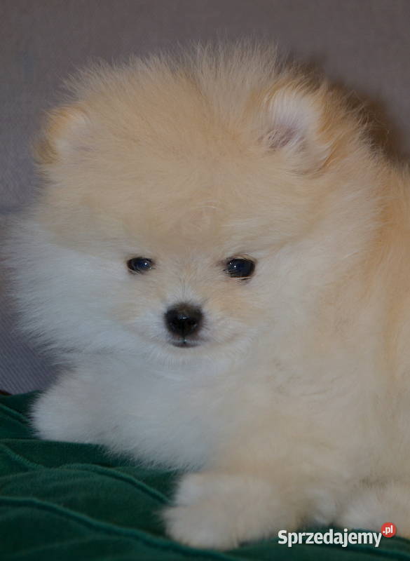 SZPIC MINIATUROWY POMERANIAN ŚLICZNY MALUTKI Warszawa sprzedam