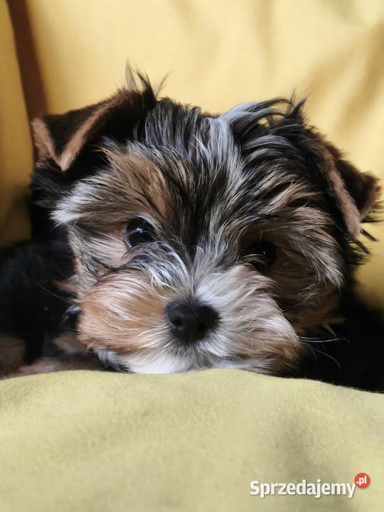 yorkshire terrier chłopiec tricilor Kraków