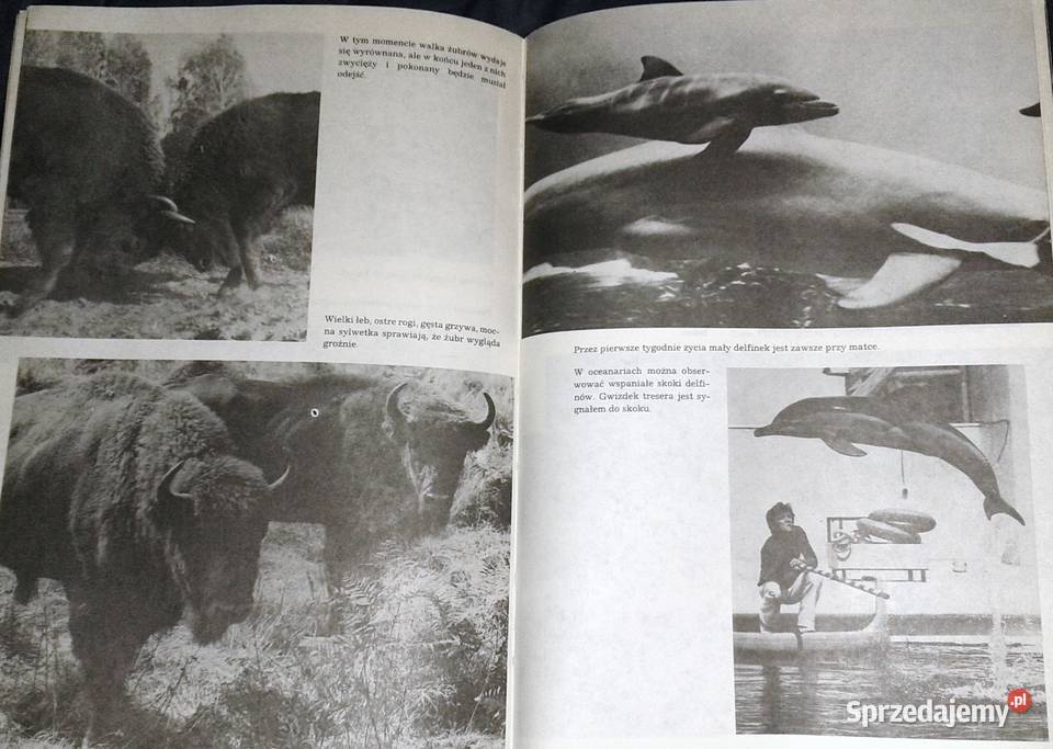 I kudłate i łaciate Maria Sołtyńska Chełm sprzedam