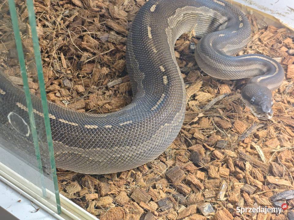 Pyton Królewski Samica Odmiana Barwna Mojave het Zwierzęta Radlin