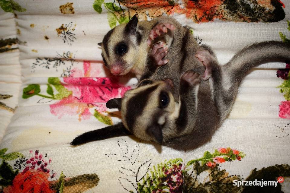 Lotopalanki lotopałanka karłowata sugar glider Wrocław sprzedam