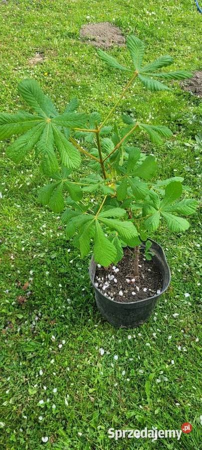 Juka ogrodowa biała Żory sprzedam