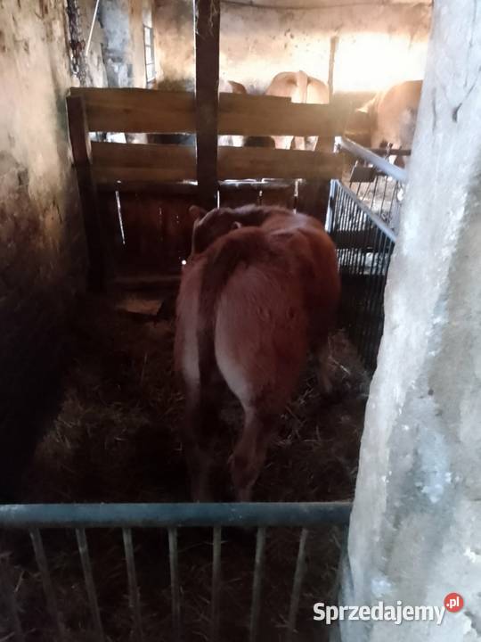 Byczek odsad odsadek LM wielkopolskie Sieraków