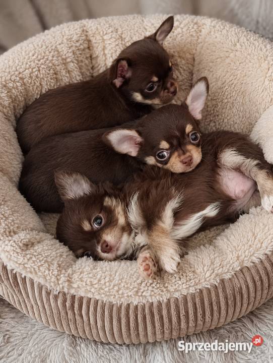 Chihuahua piesek krótkowłosy Choco Tan badania Bełchatów