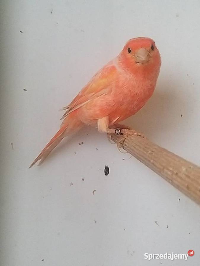 Kanarek samica Gostyń sprzedam