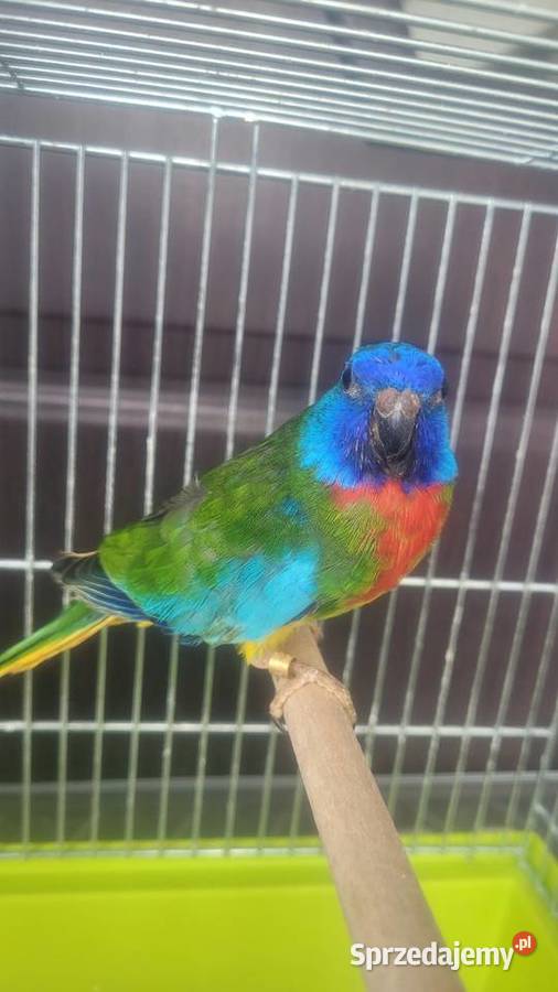 Samiec łąkowki wspanialej Wieliczka