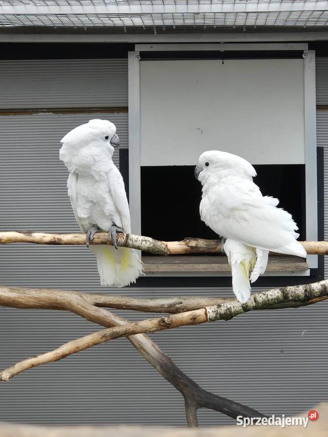 Kakadu alba para hodowlana Ptaki Ptaki sprzedam