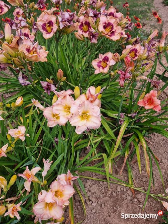 Liliowiec wiele Kolorów