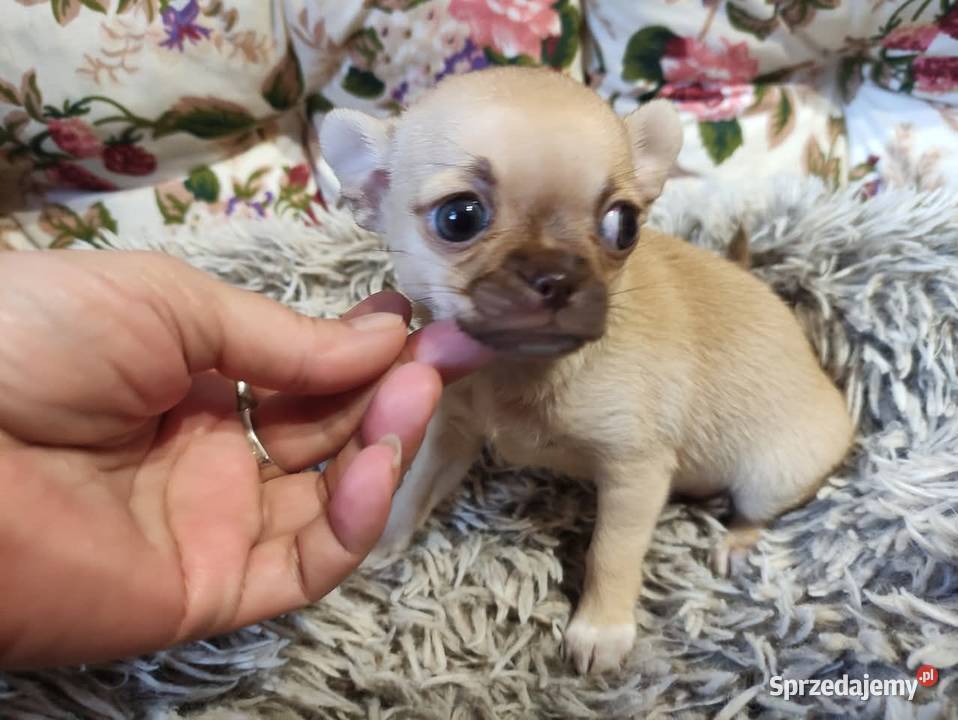 Cudnej urody mini suczka chihuahua Rodowód 4 Chihuahua Starachowice