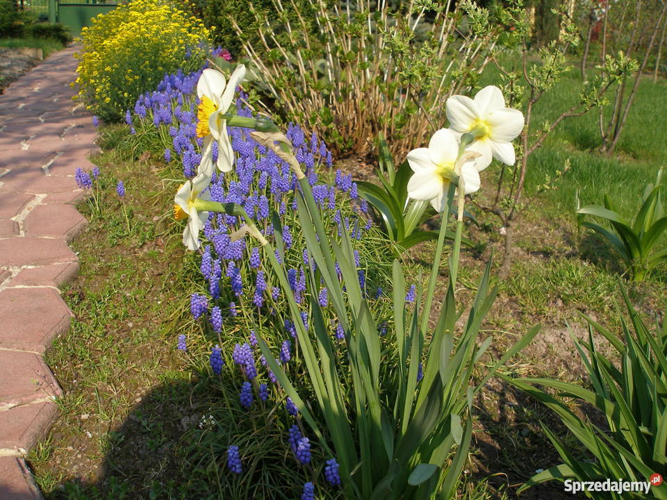 sprzedam ogródek działkowy mazowieckie Warszawa