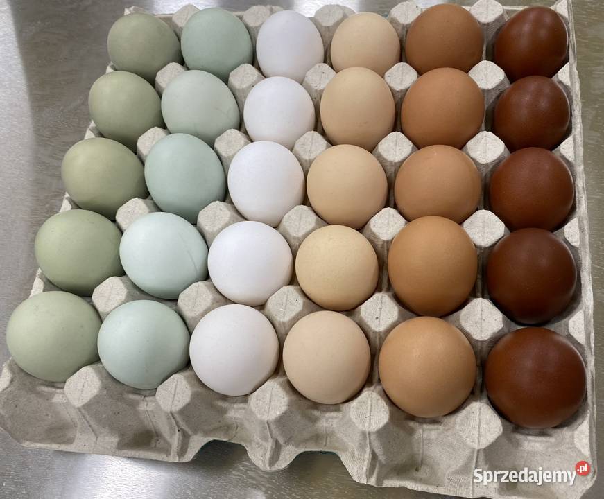 Pisklaki kury brojler Rosa Brązowa Blue Rolnictwo