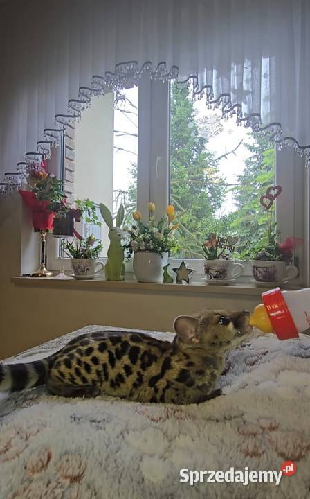 Żeneta lamparcią Genetta maculata Cisie-Zagrudzie