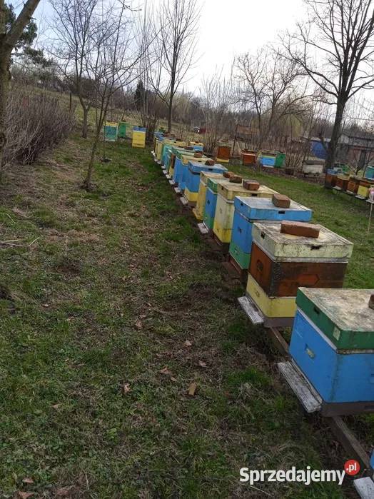 Sprzedam ule wielkopolskie 12 ramkowe z dolnośląskie Sarby sprzedam