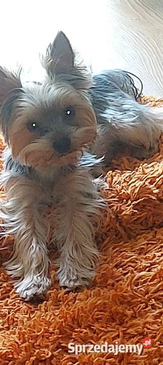 YORKSHIRE TERRIER REPRODUKTOR Z RODOWODEM FCI małopolskie