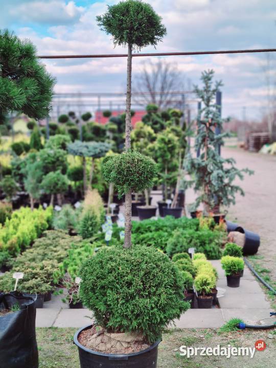 Thuja Brabant 180200 PRODUCENT sprzedam