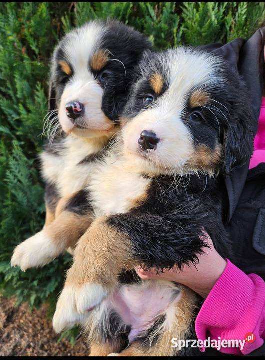 Berneński pies pasterski mazowieckie Radom sprzedam