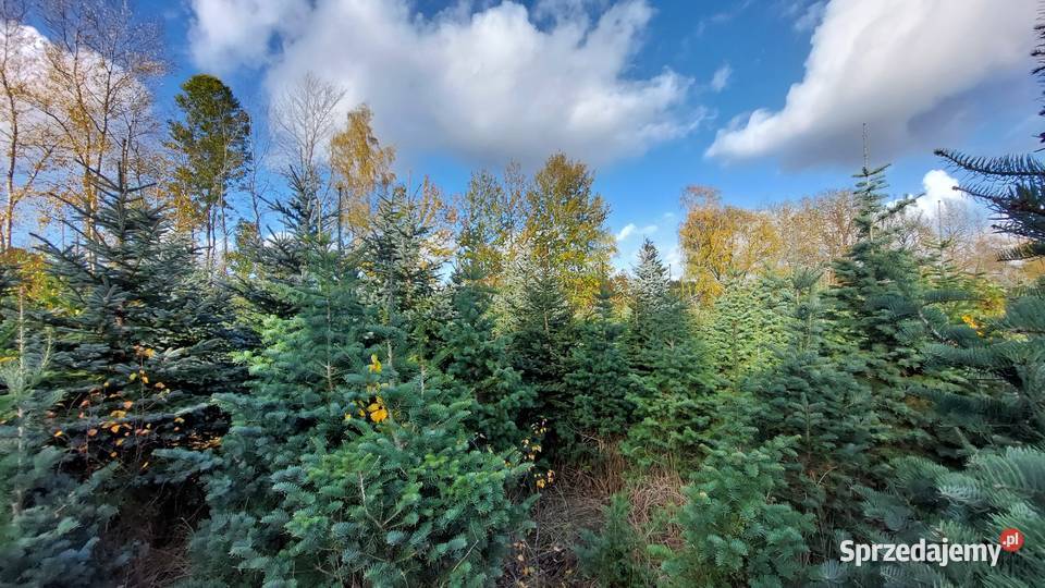 świerk srebrny 15 25m Plantacja mazowieckie Osuchów