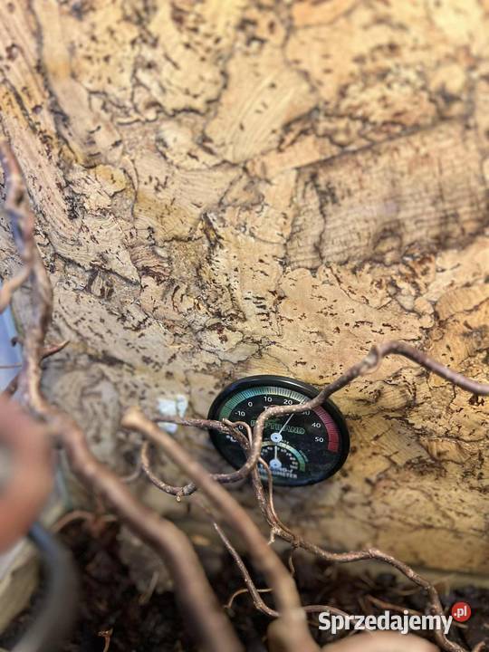 Kameleon Jemeński 2letnia samica terrarium z Dąbrówka