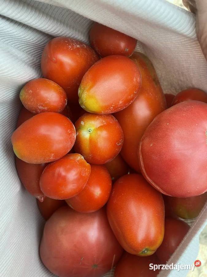 Naturalne ekologiczne pomidory mix odmian Lublin Warzywa