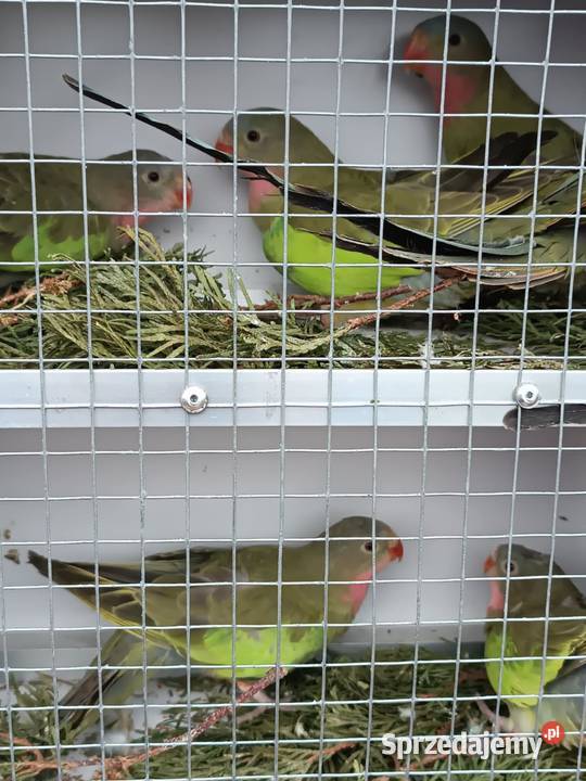 Sprzedam Księżniczki Walli Koźmice Wielkie