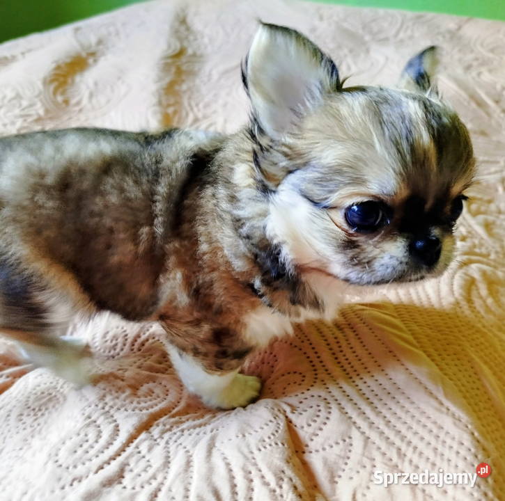 Chihuahua maleńki piesek Zwierzęta Konin