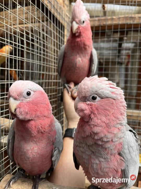 Kakadu Różowe szczepiące na Lutino pomorskie Sztum
